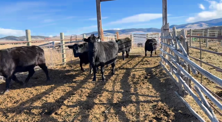FOR SALE: 29 HOME RAISED – 2-11 yr olds – (May – June calving) -BC112A5